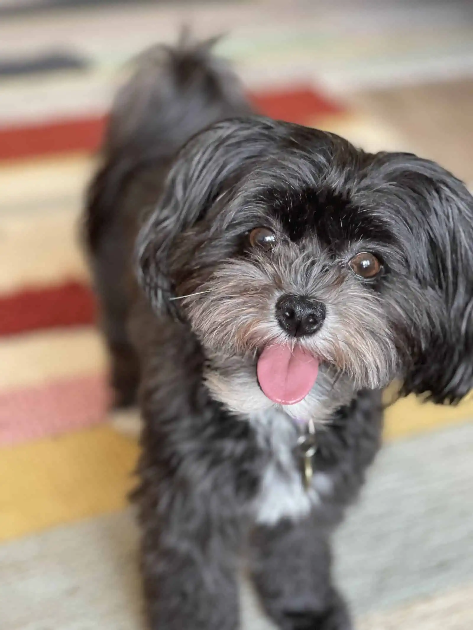 Small black and white Havanese dog panting with tongue out and brown colored eyes.